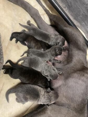 Cane Corso X German Shepherd puppies for sale in Nottingham, Nottinghamshire - Image 4