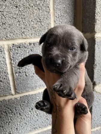 Cane Corso X German Shepherd puppies for sale in Nottingham, Nottinghamshire - Image 5