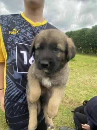 Caucasian x German shepherd pups for sale in Spalding, Lincolnshire