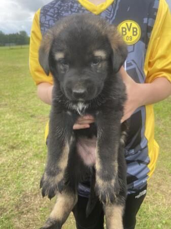 Caucasian x German shepherd pups for sale in Spalding, Lincolnshire - Image 3