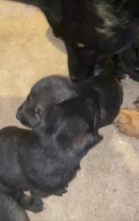 Caucasian x German shepherd pups for sale in Spalding, Lincolnshire - Image 4
