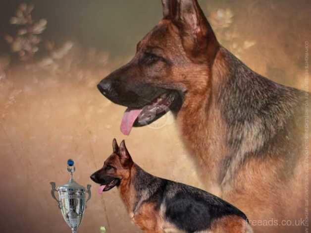 Champion German Shepherd Co own for sale in Leicester, Leicestershire - Image 1