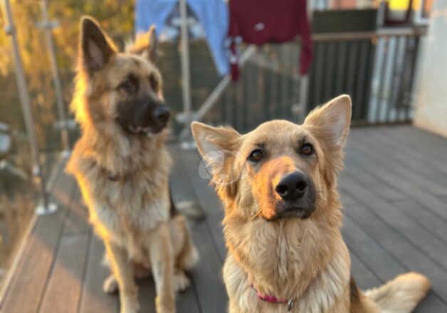 Chunky German Shepperd puppies for sale in Bridgwater, Somerset - Image 3