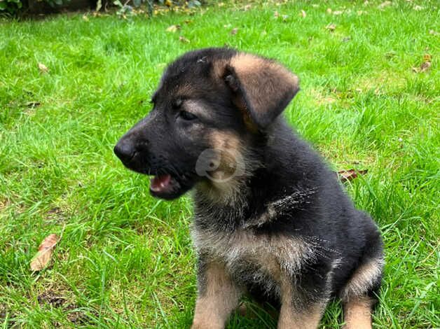 Chunky long coated black/gold health tested girls for sale in Canterbury, Kent