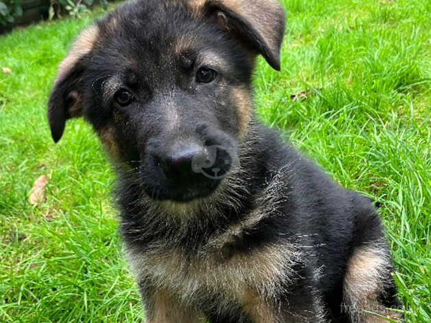 German Shepherds for sale in Canterbury, Kent