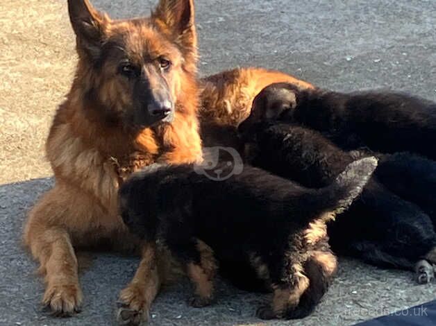 German Shepherd Puppies for sale in Kent