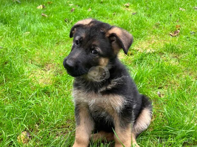 German Shepherd Puppies for sale