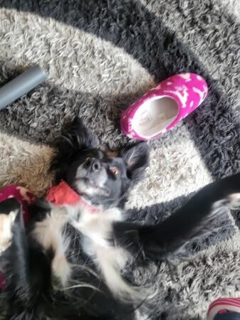 Collie 6yrs old very loving for sale in Doncaster, South Yorkshire