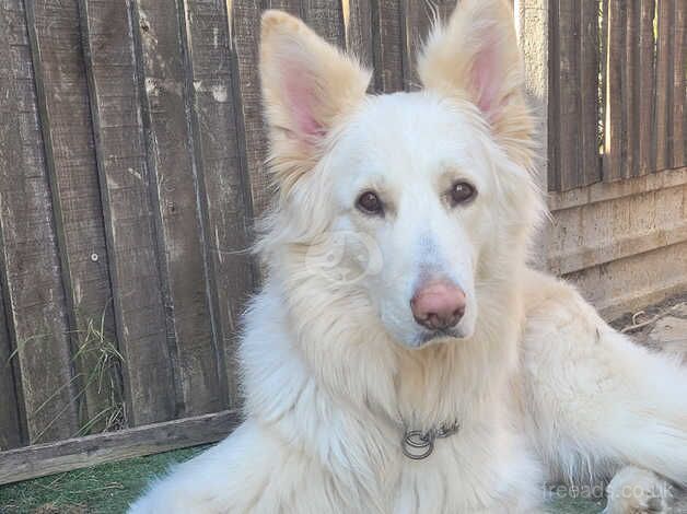 Cream German Shephard for sale in Tilbury, Essex