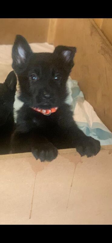 Czech DDR German Shepherd purebred puppies for sale in Oldbury, West Midlands - Image 5