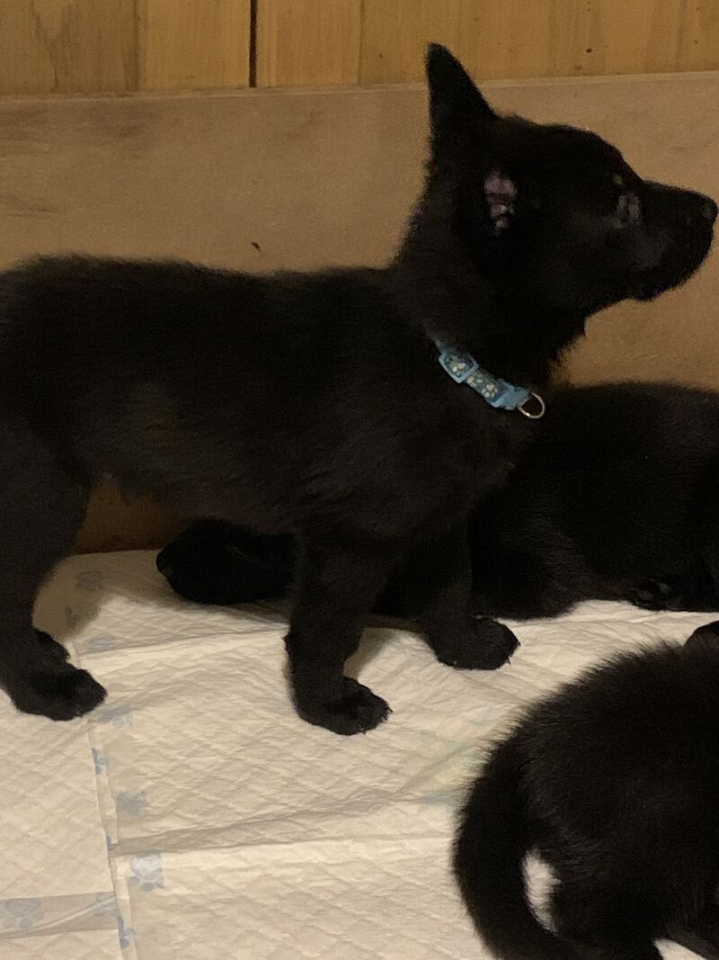 Czech DDR German Shepherd purebred puppies for sale in Oldbury, West Midlands - Image 6