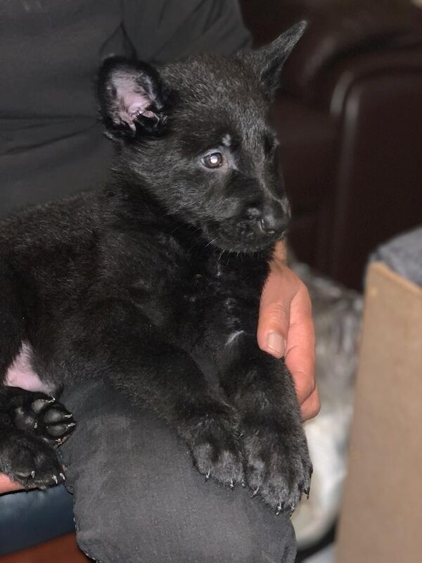 Czech DDR German Shepherd purebred puppies for sale in Oldbury, West Midlands - Image 7