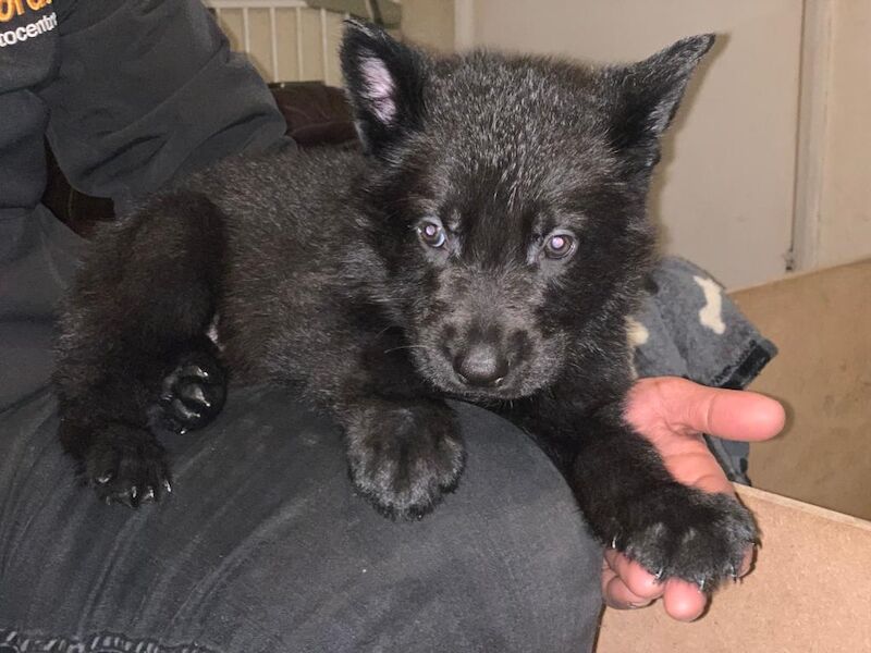 Czech DDR German Shepherd purebred puppies for sale in Oldbury, West Midlands - Image 9