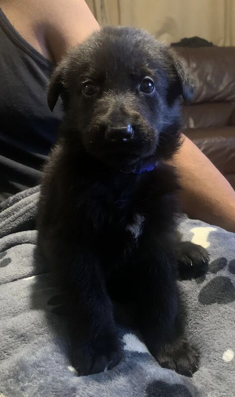 Czech DDR German Shepherd purebred puppies for sale in Oldbury, West Midlands - Image 10