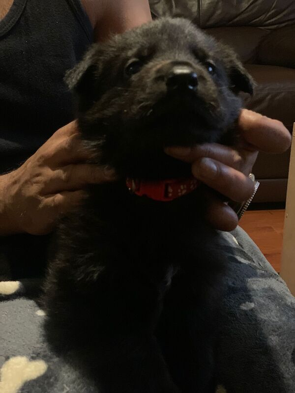 Czech DDR German Shepherd purebred puppies for sale in Oldbury, West Midlands - Image 11