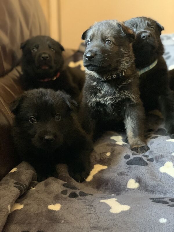 Czech DDR German Shepherd purebred puppies for sale in Oldbury, West Midlands - Image 12