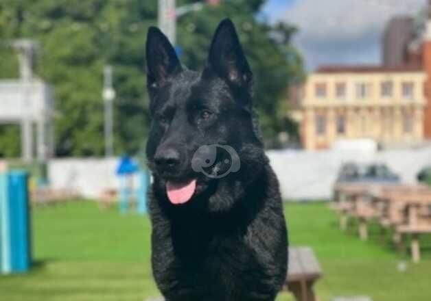 Czech shepherd puppies for sale in Birmingham, West Midlands