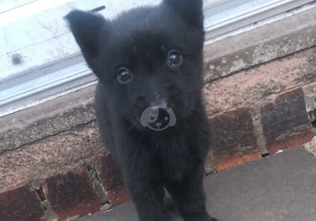 German Shepherd Puppies for sale in West Midlands