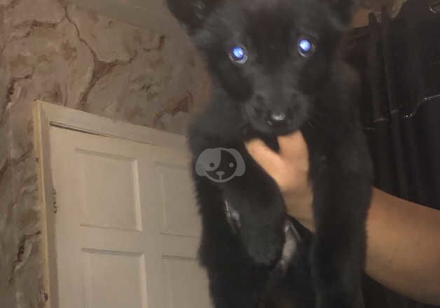 German Shepherd Puppies for sale