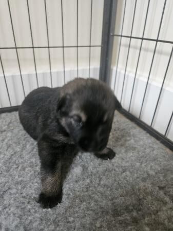 Czech working line german shepherd puppies for sale in Tidworth, Wiltshire - Image 2