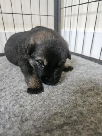 Czech working line german shepherd puppies for sale in Tidworth, Wiltshire - Image 3