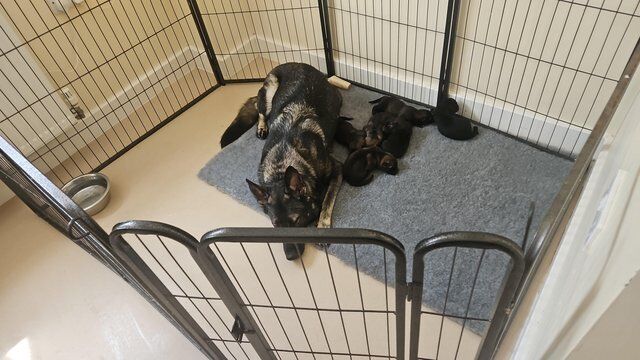 Czech working line german shepherd puppies for sale in Tidworth, Wiltshire - Image 4