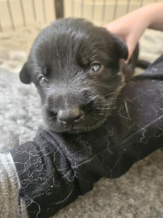 Czech working line german shepherd puppies for sale in Tidworth, Wiltshire - Image 5