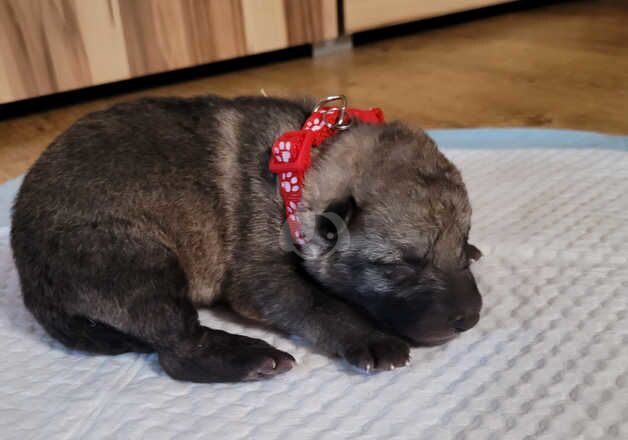 Czechoslovakian wolfdog puppies for sale in Corby, Northamptonshire - Image 2