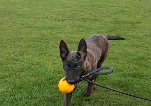 German Shepherd Puppies for sale in West Yorkshire