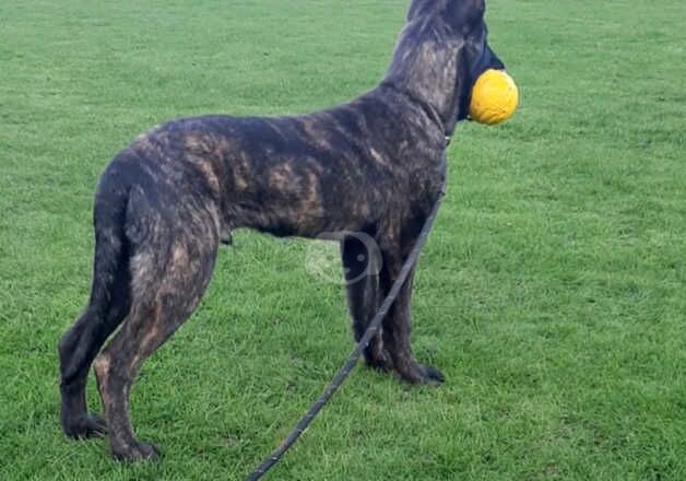 Dutch Herder pup for sale in Brighouse, West Yorkshire - Image 4