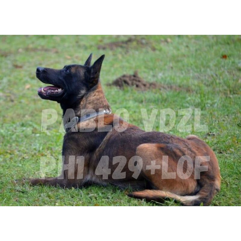 Elite bloodline Belgian Malinois for sale in Lisburn, County Down