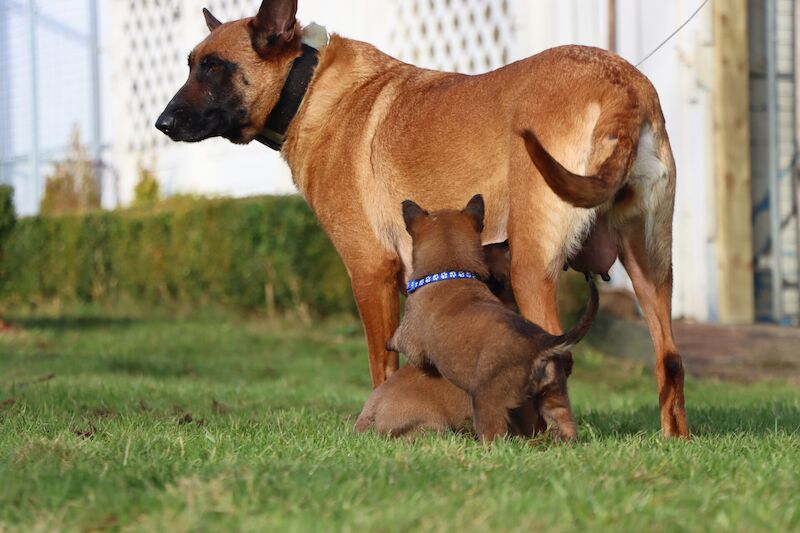 Elite bloodline Belgian Malinois for sale in Lisburn, County Down - Image 2