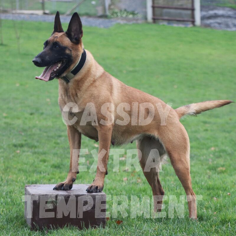 Elite bloodline Belgian Malinois for sale in Lisburn, County Down - Image 3