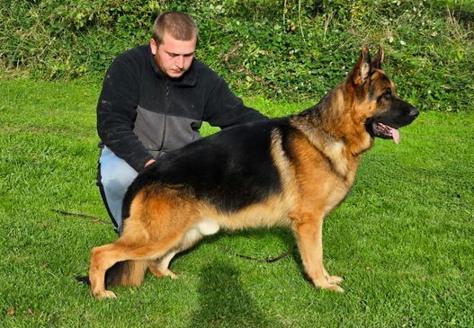 Elite Champion Bloodline Puppies: VA1 Usher Aus der Brunnenstrasse & VA1 Nera's du Val D'Anzin Legacy Continues for sale in Faversham, Kent - Image 5