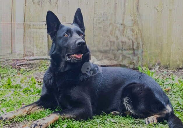 Elite German shepherd female for sale in Birmingham, West Midlands