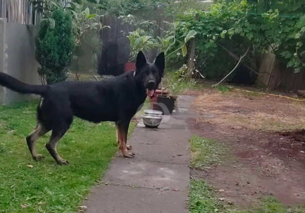 KC Registered German Shepherd Puppies for sale in West Midlands