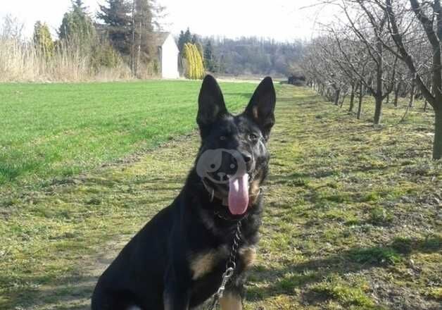 Elite German shepherd female for sale in Birmingham, West Midlands - Image 5