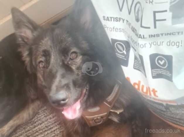 Entire Male German/Belgian Shepherd for sale in Barnsley, South Yorkshire - Image 2