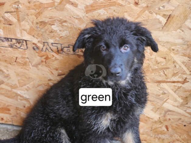 Extra Large German shepherd puppies for sale in Sevenoaks, Kent