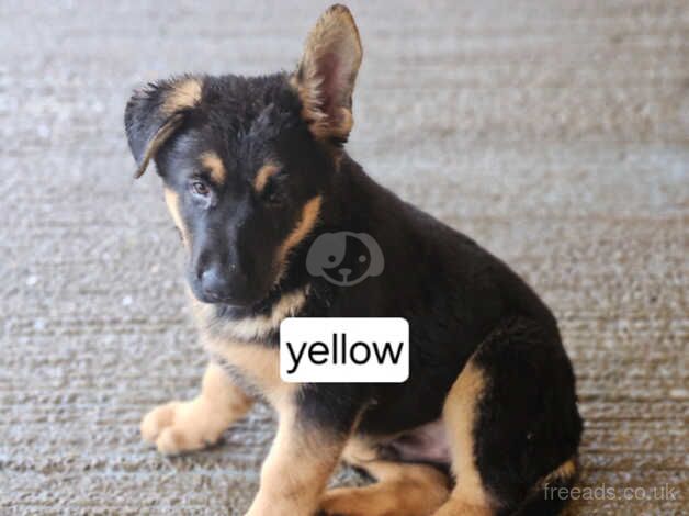 Extra Large German shepherd puppies for sale in Sevenoaks, Kent - Image 3