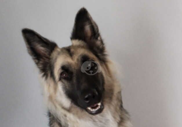 Female 1 year old German shepherd for sale in Norwich, Norfolk