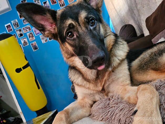 Female 10 months German shepherds for sale in Southampton, Hampshire