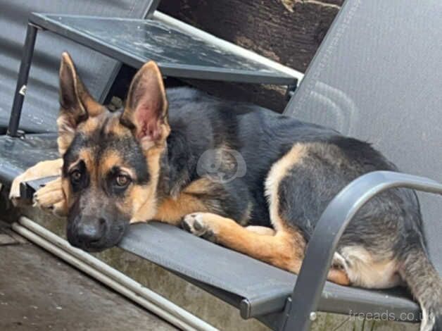 Female German Shepard 4 months old for sale in Manchester, Greater Manchester