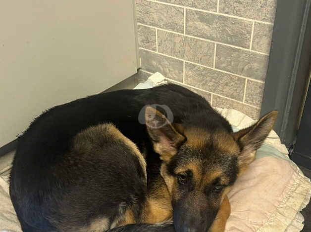 Female German Shepard 4 months old for sale in Manchester, Greater Manchester - Image 2