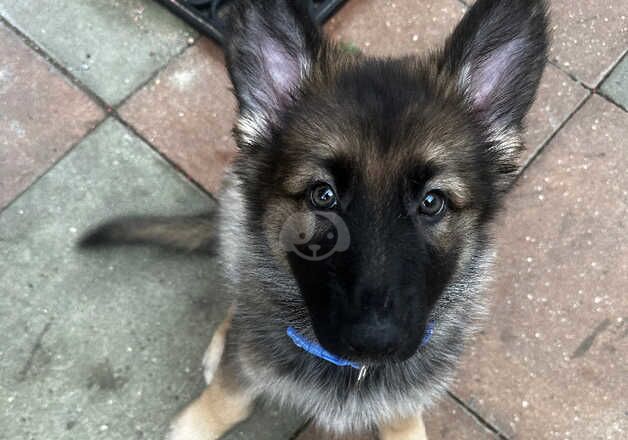 Female German Shepard for sale in Brighton, East Sussex