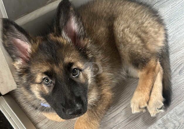 German Shepherds for sale in Brighton, East Sussex