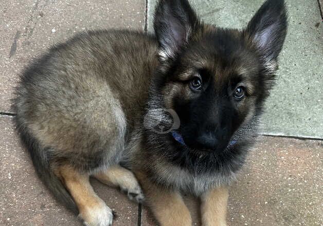 German Shepherd Puppies for sale in East Sussex