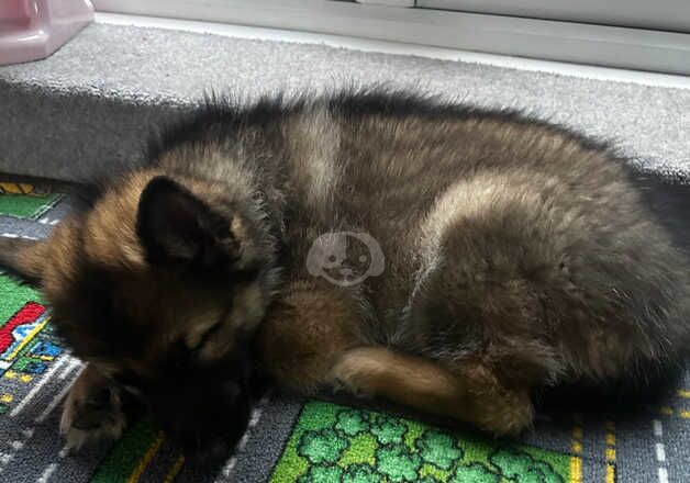 German Shepherd Puppies for sale