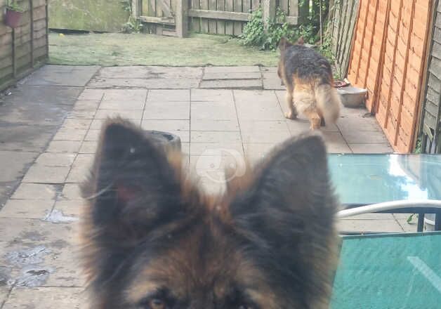 Female German shepherd 3 years of age for sale in Wigan, Greater Manchester