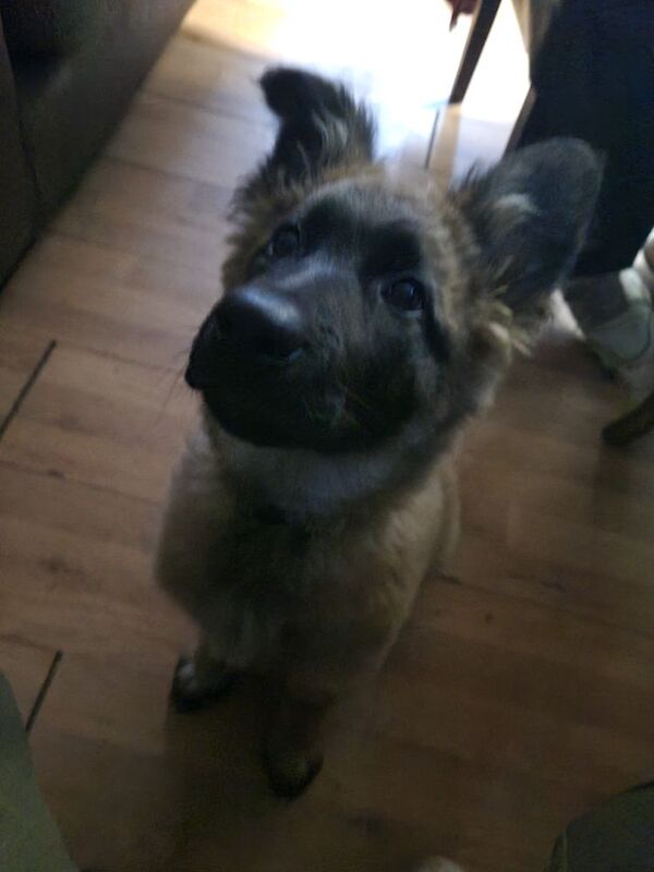 Female German shepherd £500 for sale in Bristol